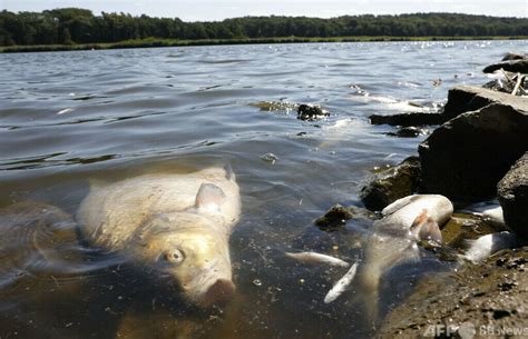 魚死掉埋葬|熱帯魚のお葬式について～熱帯魚が死んでしまった時。